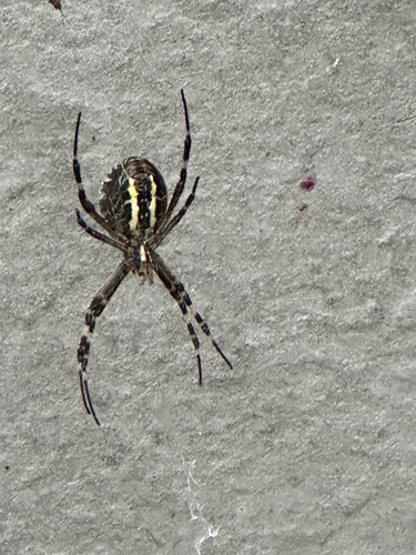 Wasp Spider
