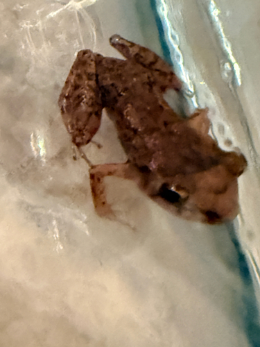 Eleutherodactylus planirostris observed 2026-09-17