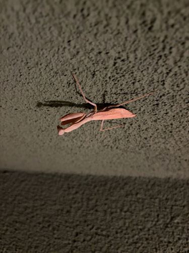 Arizona Mantis