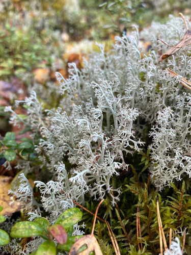 gray reindeer lichen