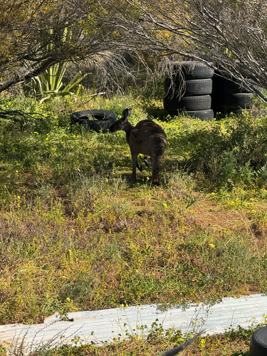 Western Grey Kangaroo