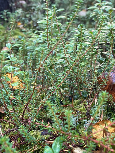 black crowberry