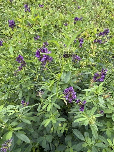 Alfalfa