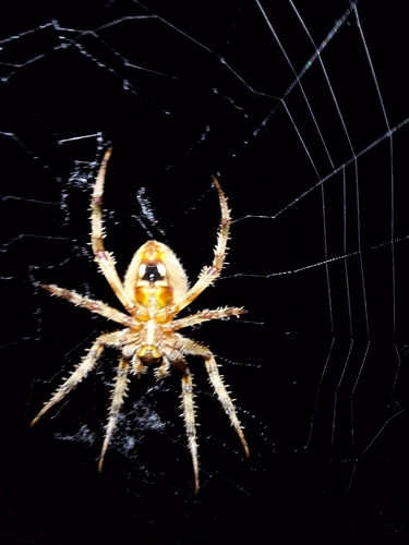 Spotted Orbweaver
