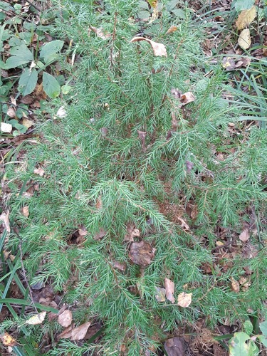 common juniper