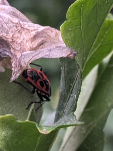 European Firebug
