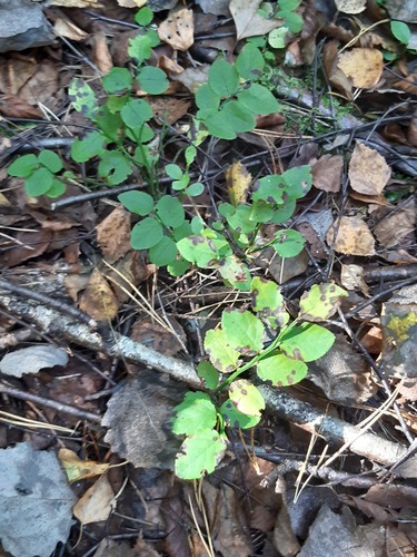 common bilberry