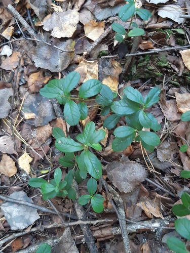 Lingonberry