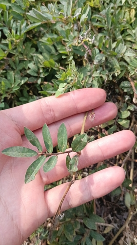 Indigofera hendecaphylla observed 2026-09-18