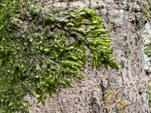 Orthorrhynchium elegans observed 2026-09-18