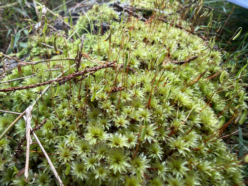 Rosulabryum subtomentosum observed 2026-09-18