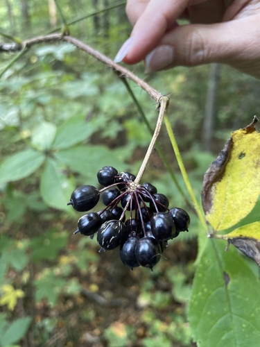 Siberian ginseng