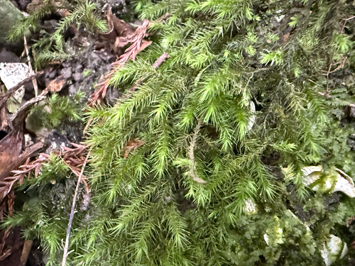 Echinodiopsis hispida observed 2026-09-18