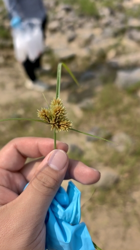 clustered flatsedge