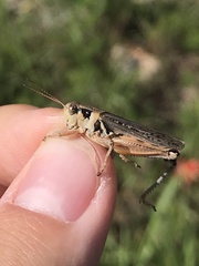 Melanoplus confusus
