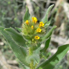 Amsinckia tessellata