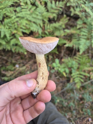 Bitter Bolete