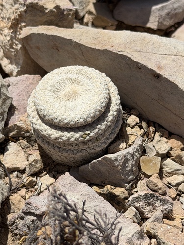 Epithelantha bokei
