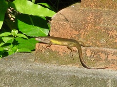 Eutropis multifasciata