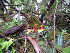 Restrepia