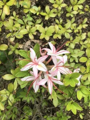 Rhododendron arborescens
