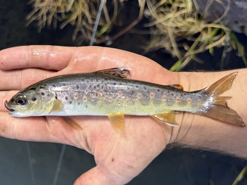 Brown Trout