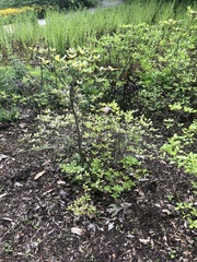 Rhododendron arborescens