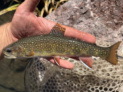 Brook Trout
