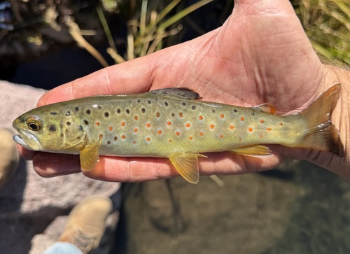 Brown Trout