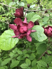 Calycanthus