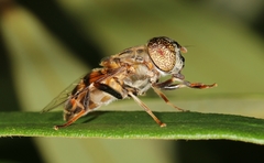 Eristalinus aurulans