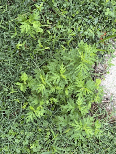 Chinese Mugwort