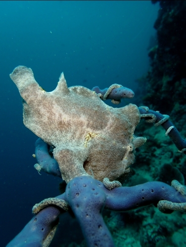 Antennarius commerson observed 2026-09-14