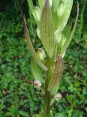Himantoglossum formosum
