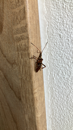 Western Conifer Seed Bug