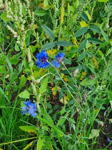 Cornflower