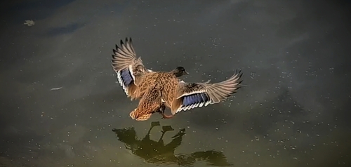 Mallard