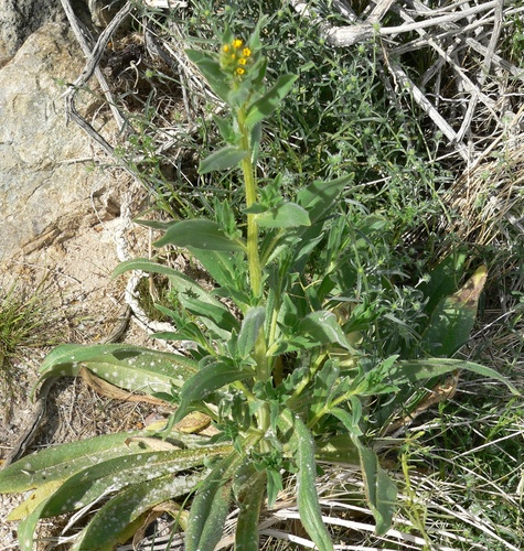 Amsinckia tessellata, photograph 1