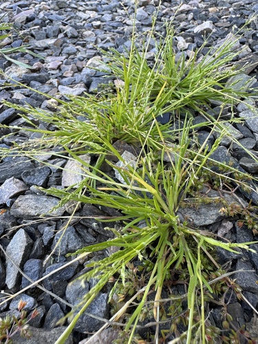 Annual Meadow-grass