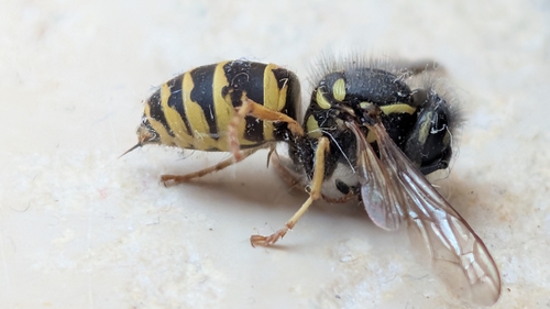 Common European Yellowjacket