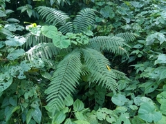 Pteris podophylla