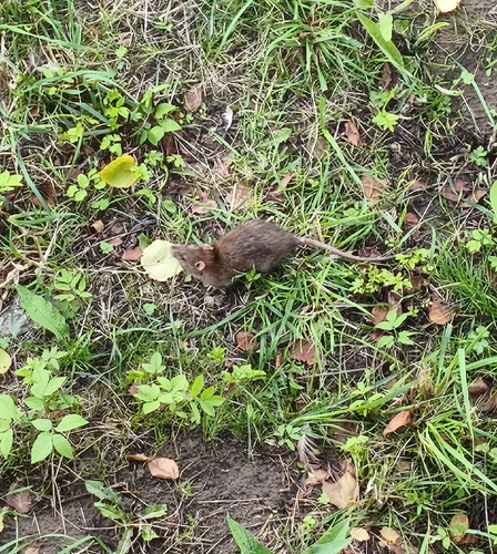Brown Rat