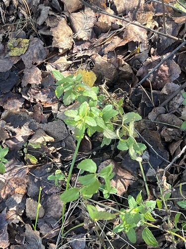 Germander Speedwell