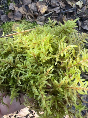Red-stemmed Feather Moss