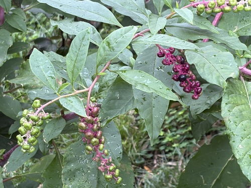 American pokeweed