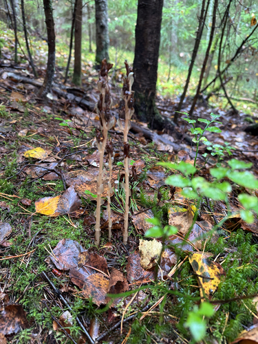 pinesap