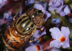 Eristalinus aurulans