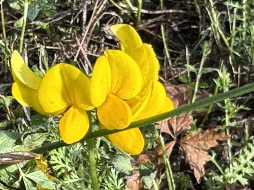 bird's-foot trefoil