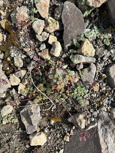 Lomatium martindalei, 2026-09-11