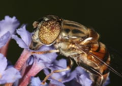 Eristalinus aurulans